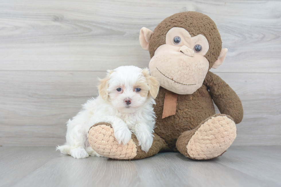 Best Maltipoo Baby