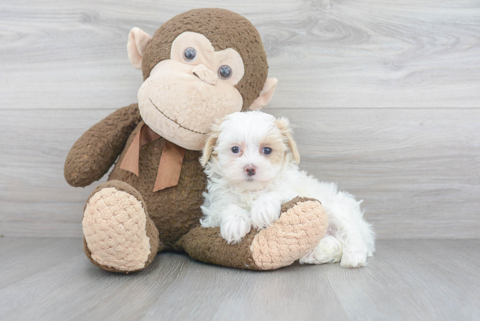 Maltipoo Pup Being Cute