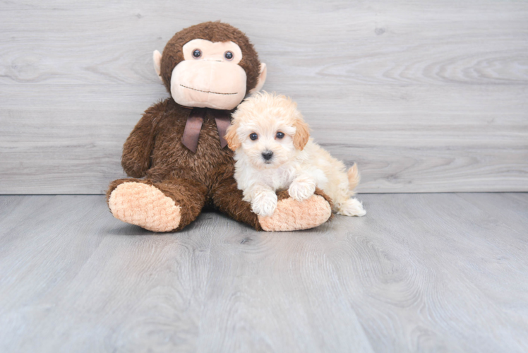 Little Maltepoo Poodle Mix Puppy