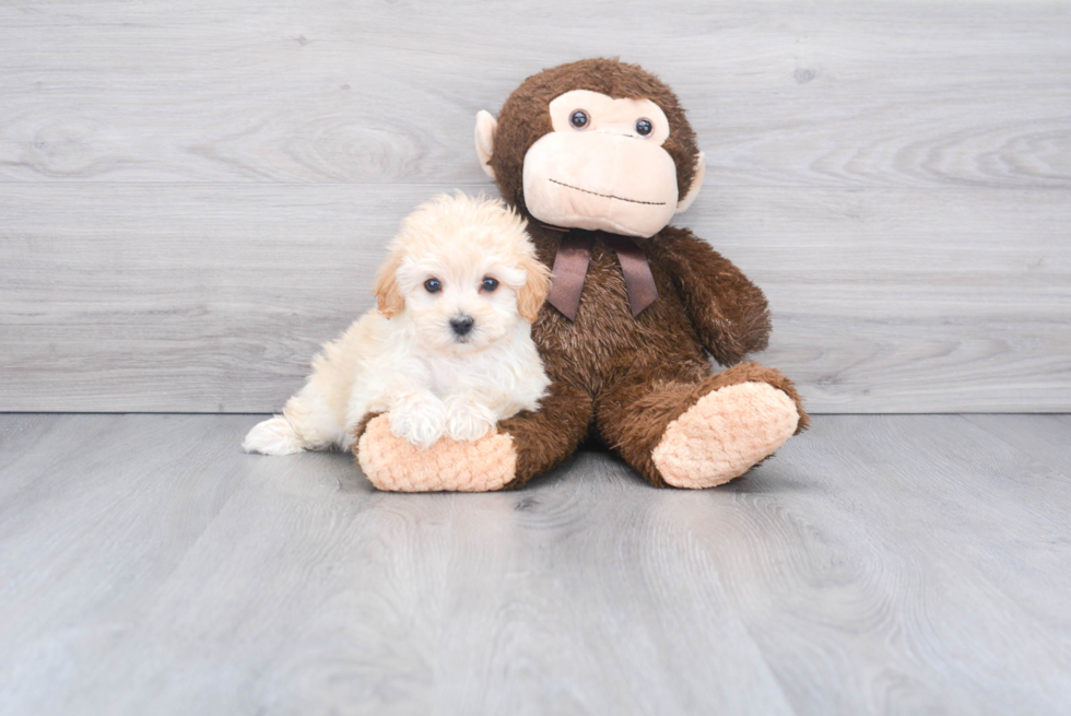 Maltipoo Puppy for Adoption