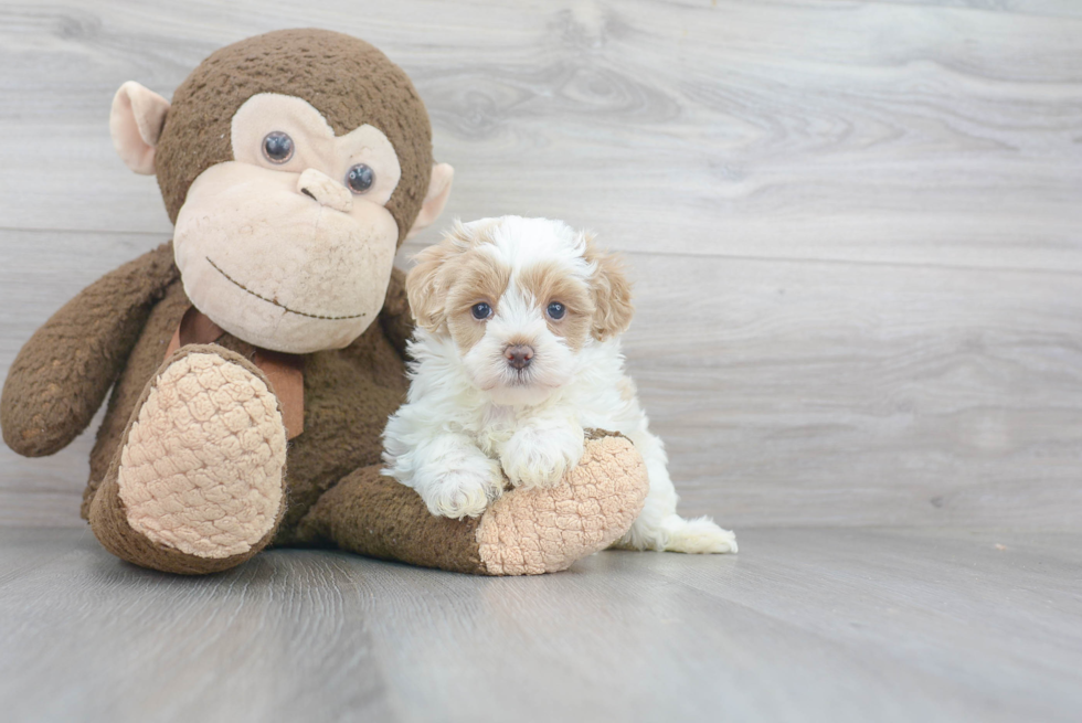 Best Maltipoo Baby