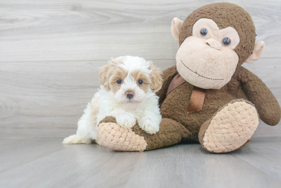 Smart Maltipoo Poodle Mix Pup