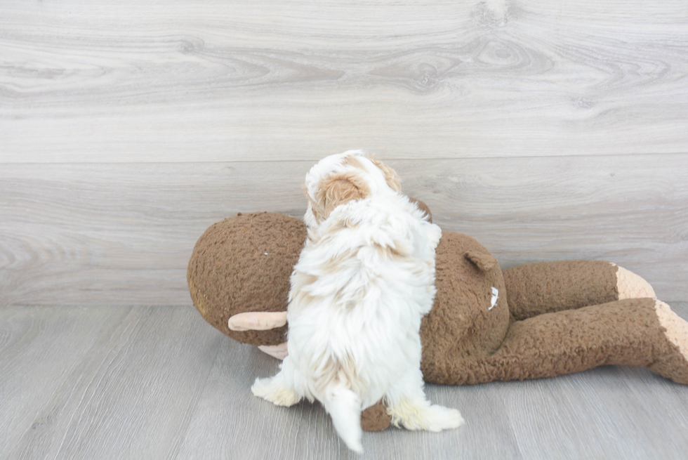 Hypoallergenic Maltepoo Poodle Mix Puppy