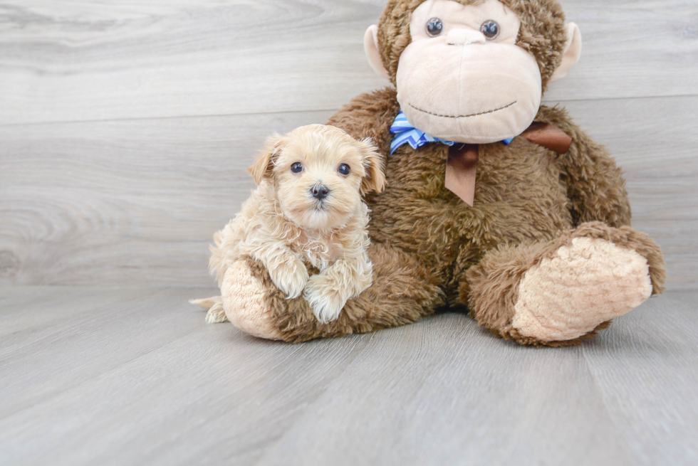 Maltipoo Puppy for Adoption