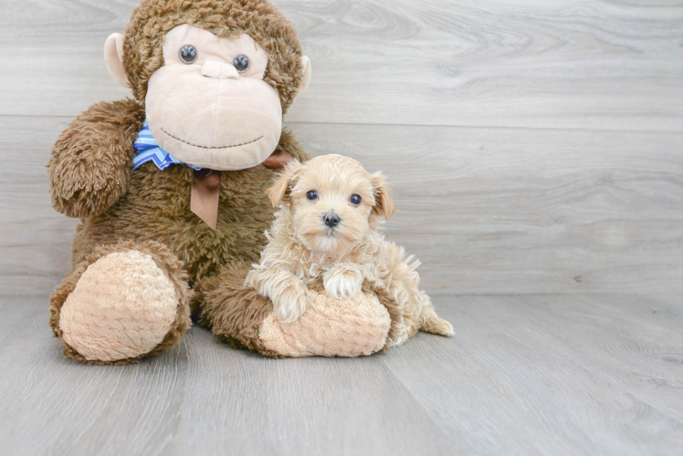 Adorable Maltese Poodle Poodle Mix Puppy