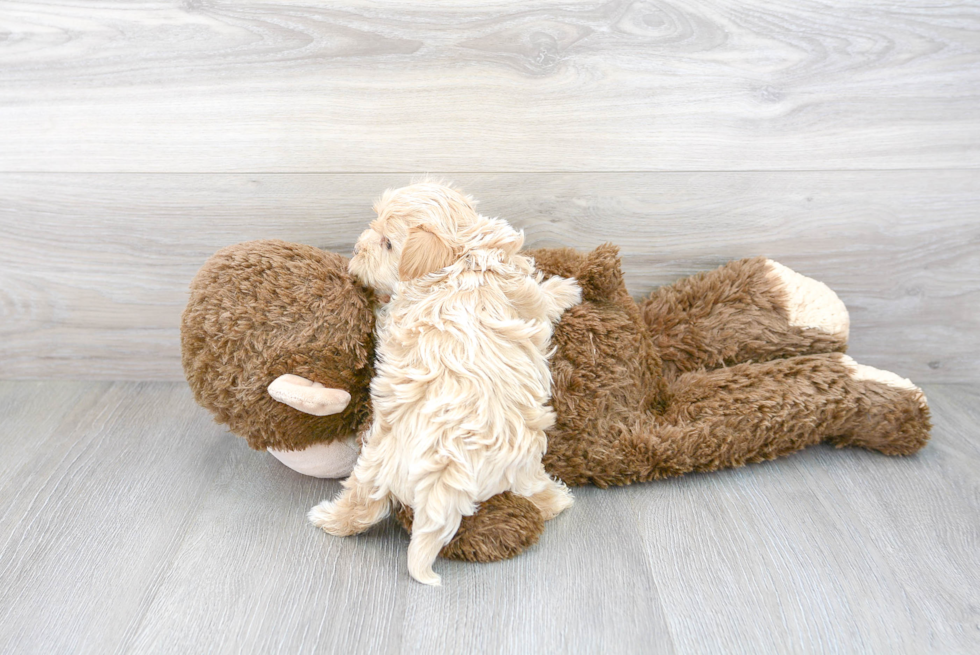 Adorable Maltepoo Poodle Mix Puppy