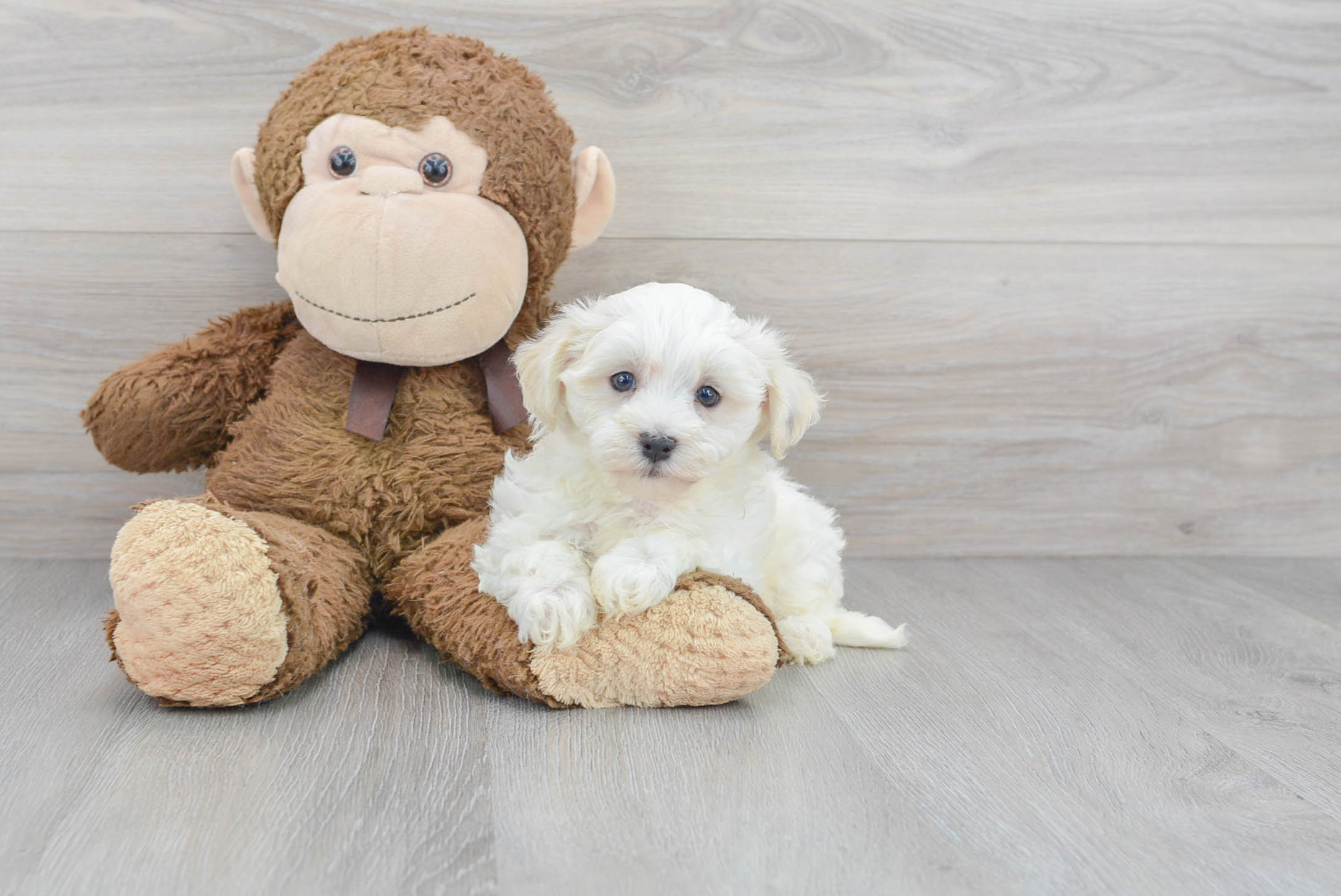 Maltipoo Puppy for Adoption