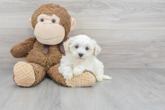 Maltipoo Puppy for Adoption