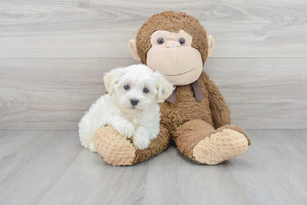 Best Maltipoo Baby