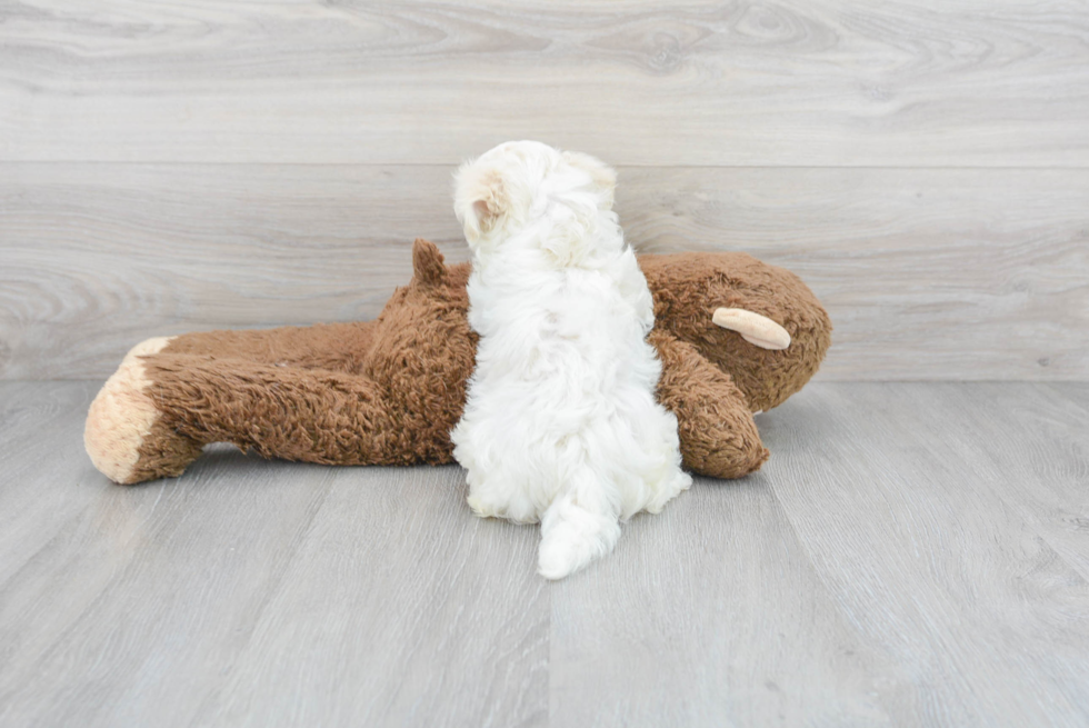 Smart Maltipoo Poodle Mix Pup