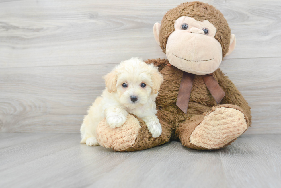 Little Maltese Poodle Poodle Mix Puppy