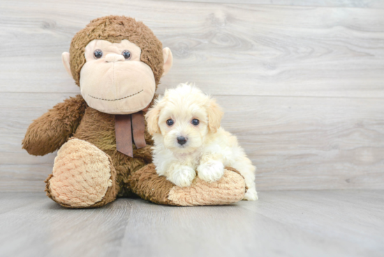 Petite Maltipoo Poodle Mix Pup