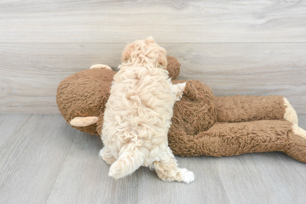 Maltipoo Pup Being Cute