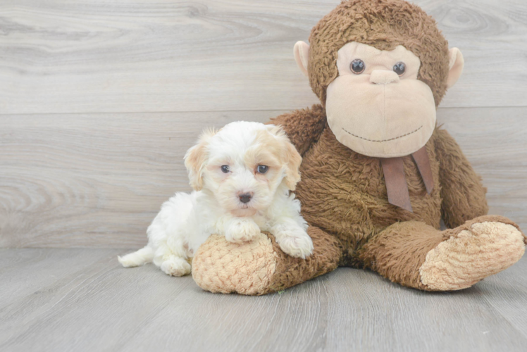 Maltipoo Pup Being Cute