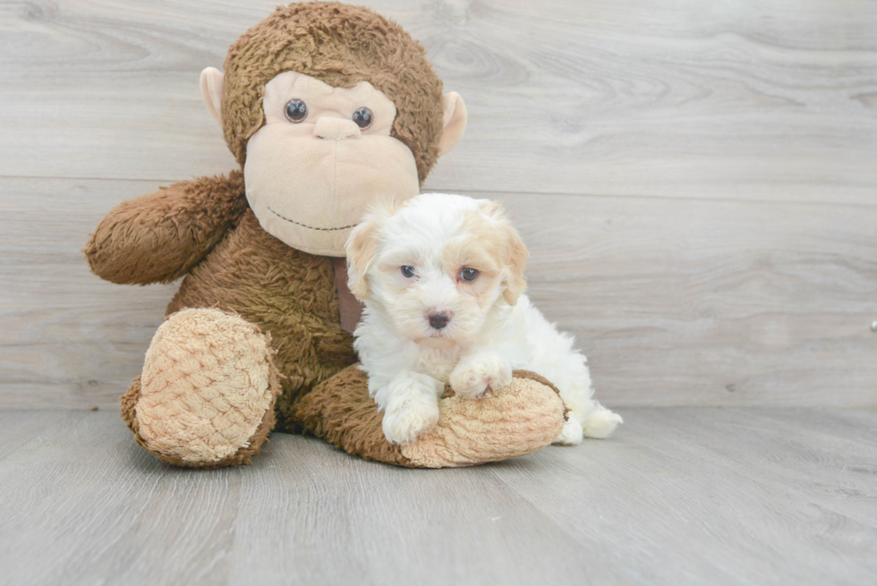 Happy Maltipoo Baby