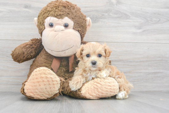 Maltipoo Pup Being Cute