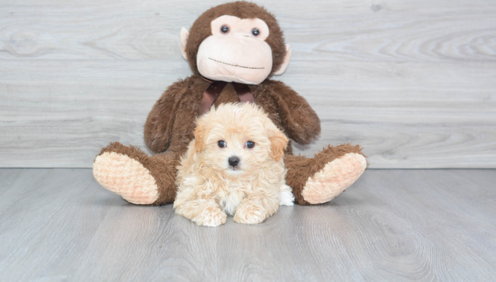 Best Maltipoo Baby