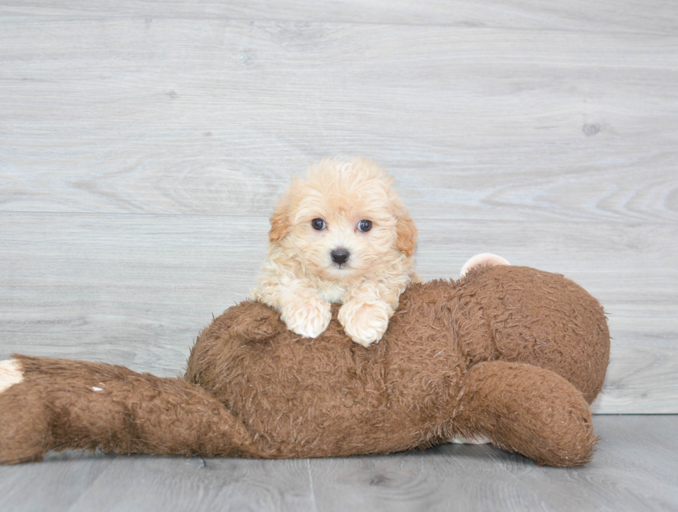 Smart Maltipoo Poodle Mix Pup