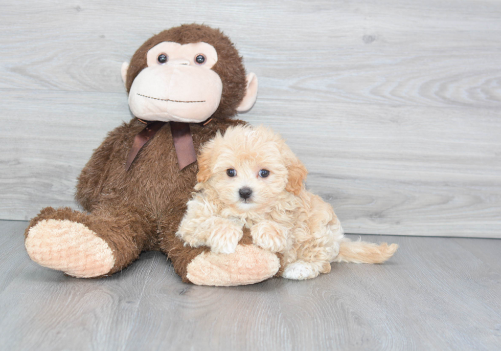 Sweet Maltipoo Baby