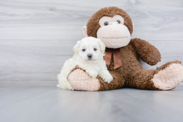 Smart Maltipoo Poodle Mix Pup