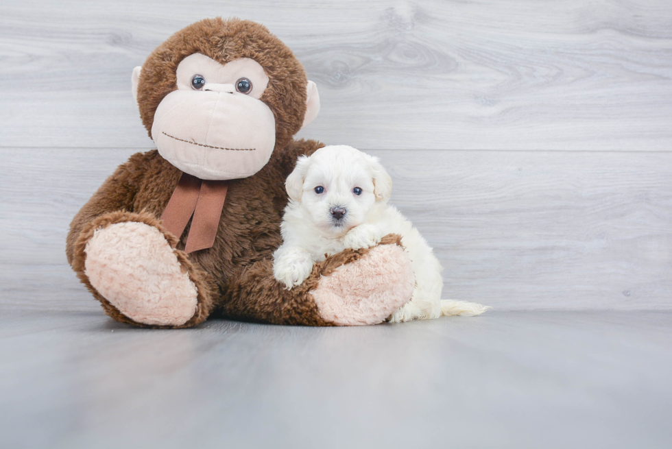 Sweet Maltipoo Baby