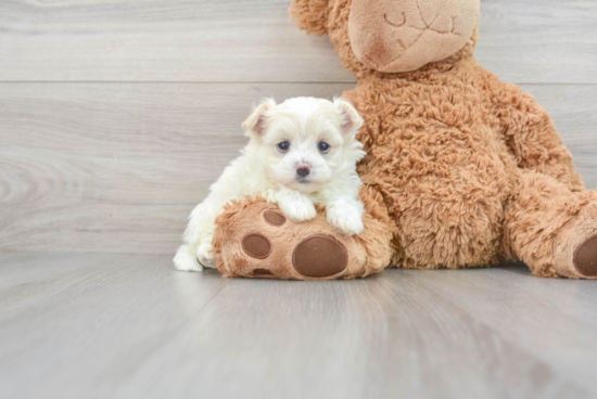 Maltipoo Puppy for Adoption