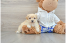 Smart Maltipoo Poodle Mix Pup