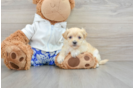 Maltipoo Pup Being Cute