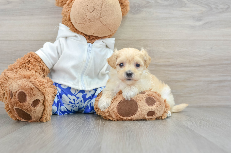5 week old Maltipoo Puppy For Sale - Premier Pups