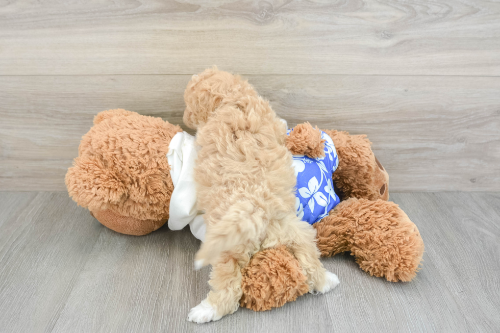 Fluffy Maltipoo Poodle Mix Pup