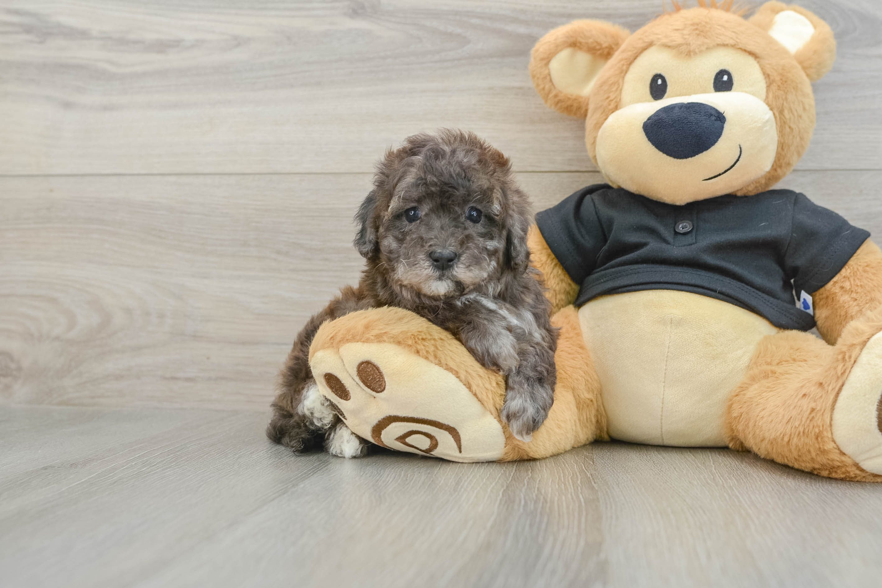 Popular Maltipoo Poodle Mix Pup