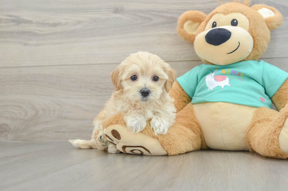 5 week old Maltipoo Puppy For Sale - Premier Pups