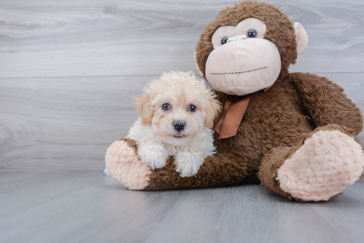 Maltipoo Pup Being Cute