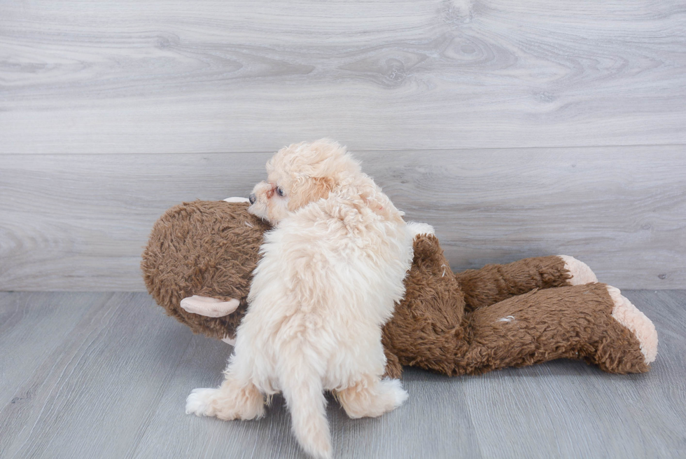 Maltipoo Puppy for Adoption