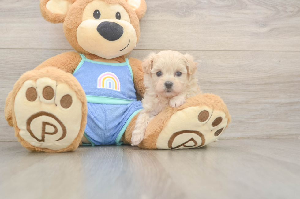 5 week old Maltipoo Puppy For Sale - Premier Pups