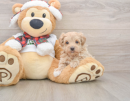 8 week old Maltipoo Puppy For Sale - Premier Pups