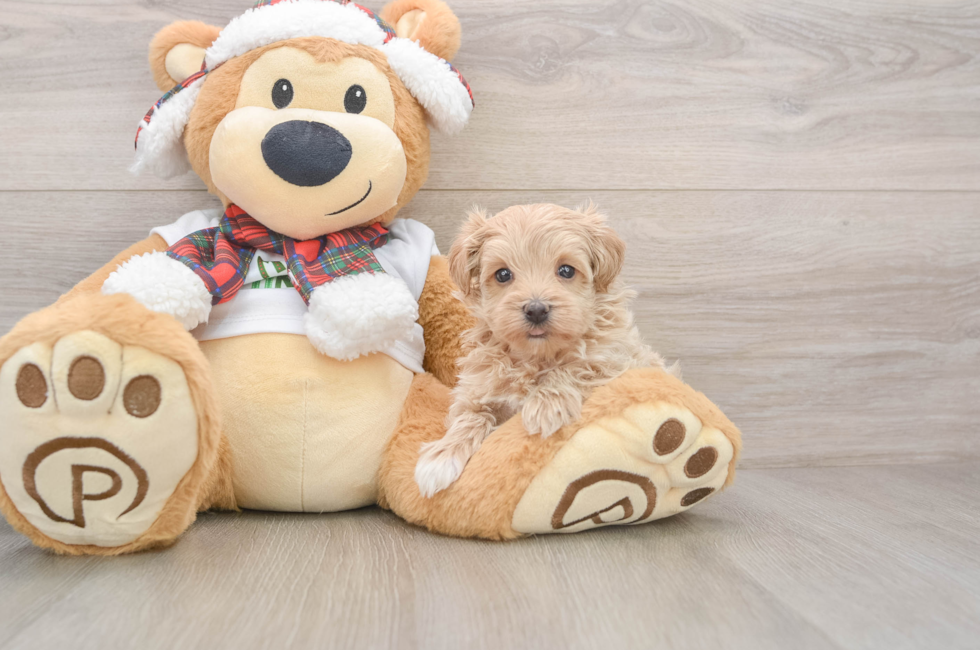 5 week old Maltipoo Puppy For Sale - Premier Pups