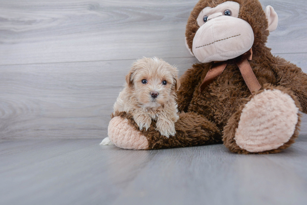 Maltipoo Puppy for Adoption