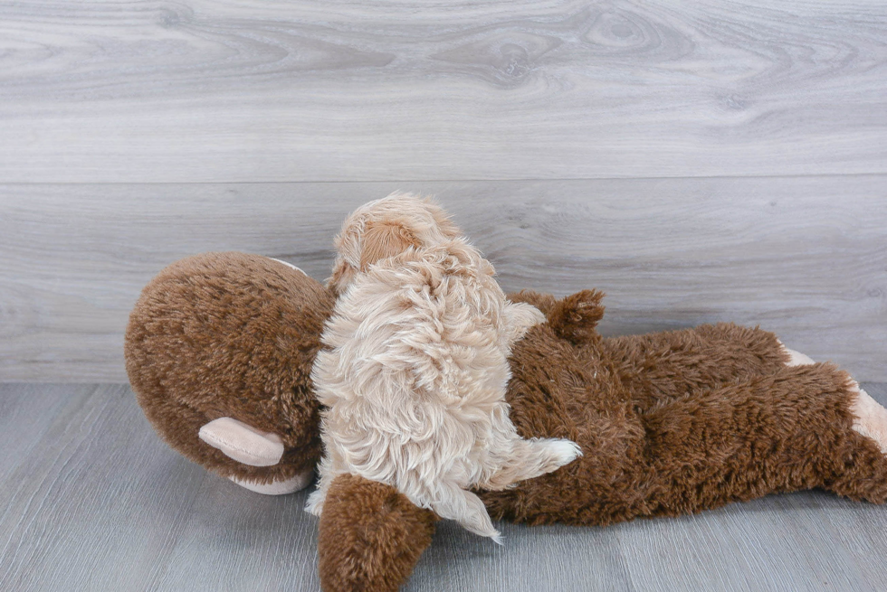 Maltipoo Pup Being Cute