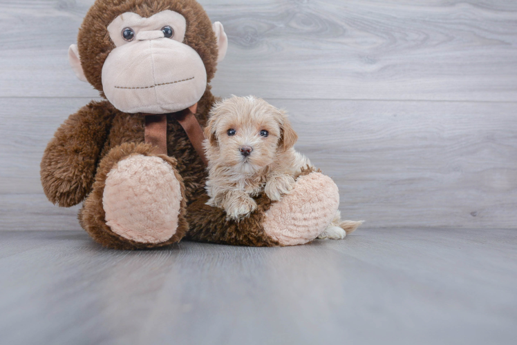 Cute Maltipoo Baby