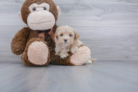 Cute Maltipoo Baby