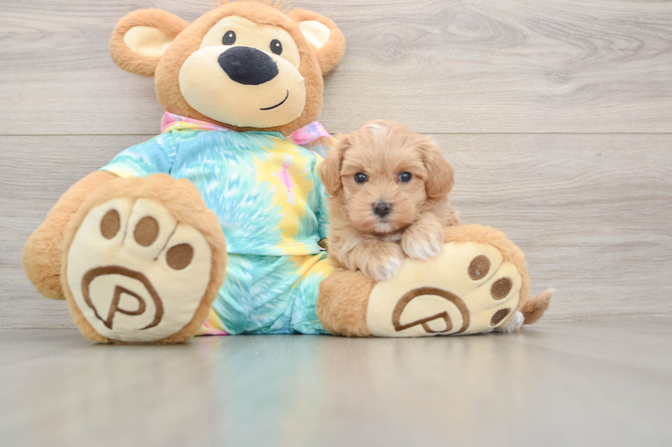Maltipoo Pup Being Cute