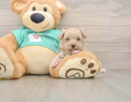 8 week old Maltipoo Puppy For Sale - Premier Pups