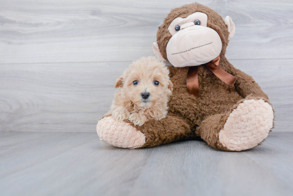 Best Maltipoo Baby