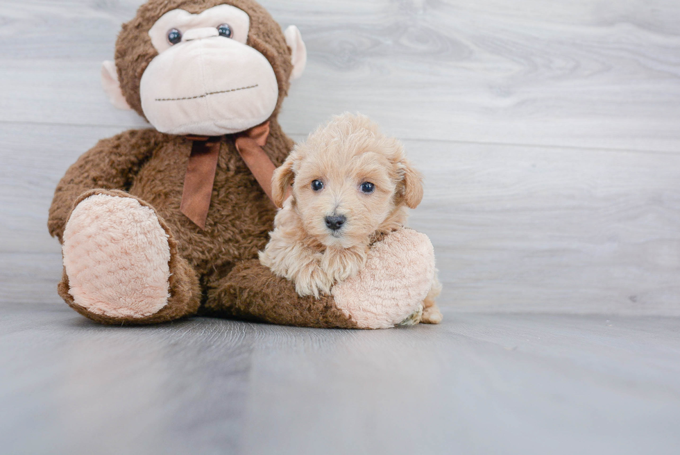 Best Maltipoo Baby