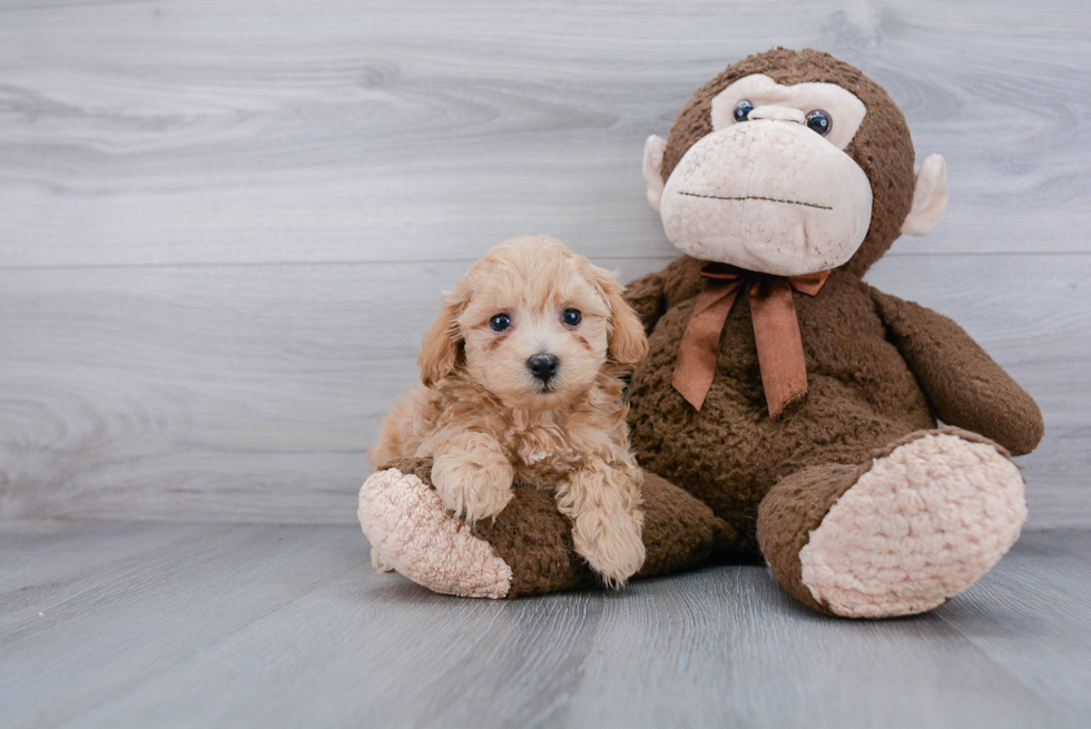 Best Maltipoo Baby