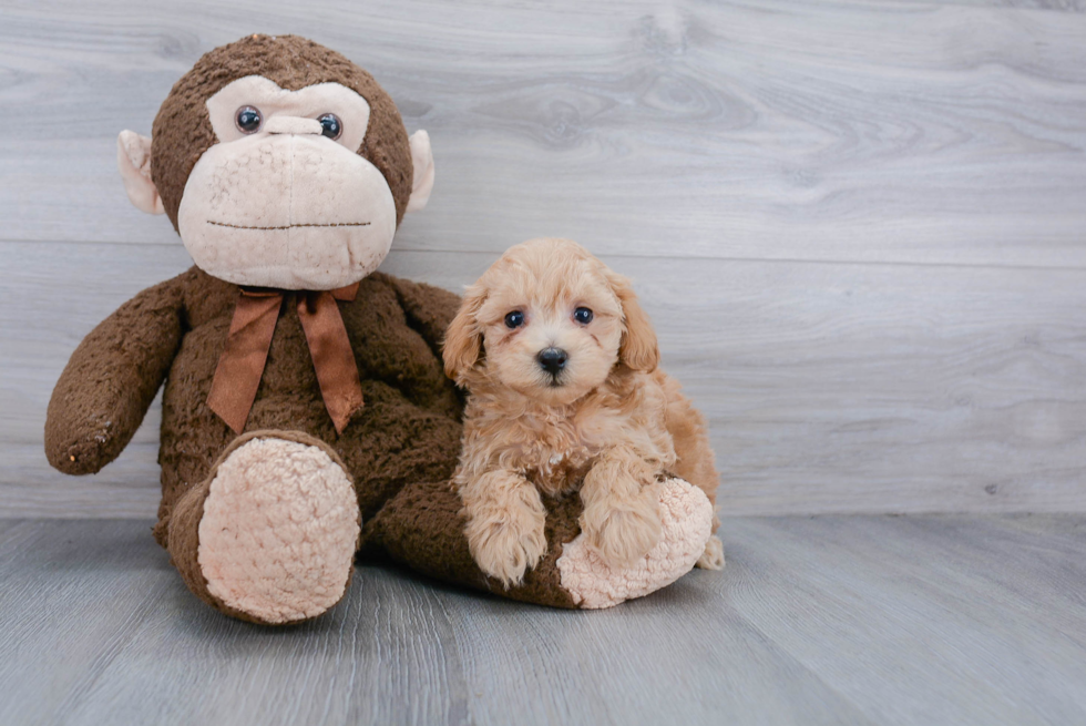 Small Maltipoo Baby