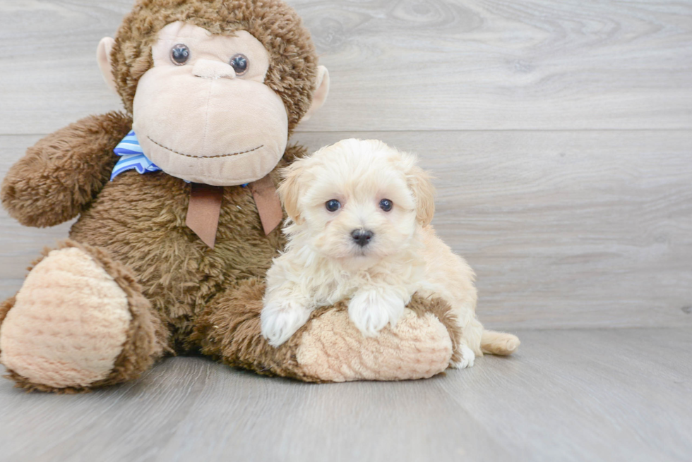 Funny Maltipoo Poodle Mix Pup