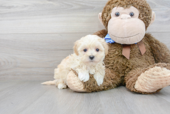 Maltipoo Puppy for Adoption