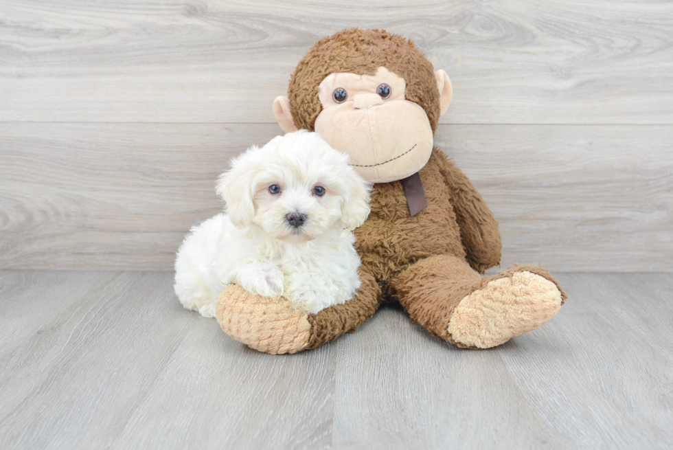 Maltipoo Pup Being Cute